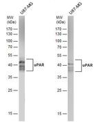 uPAR Antibody in Western Blot (WB)