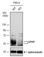 uPAR Antibody in Western Blot (WB)