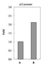 HDAC1 Antibody in ChIP Assay (ChIP)