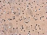 HDAC1 Antibody in Immunohistochemistry (Paraffin) (IHC (P))