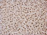 HDAC1 Antibody in Immunohistochemistry (Paraffin) (IHC (P))