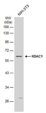 HDAC1 Antibody in Western Blot (WB)