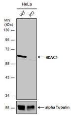 HDAC1 Antibody in Western Blot (WB)