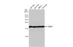 SOD1 Antibody in Western Blot (WB)