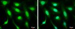 MDM2 Antibody in Immunocytochemistry (ICC/IF)