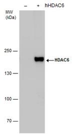 HDAC6 Antibody in Western Blot (WB)