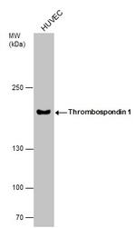 Thrombospondin 1 Antibody in Western Blot (WB)