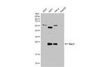 Phospho-RAC1/CDC42 (Ser71) Antibody in Western Blot (WB)