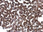 Epo Antibody in Immunohistochemistry (Paraffin) (IHC (P))