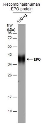 Epo Antibody in Western Blot (WB)