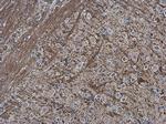 Collagen II Antibody in Immunohistochemistry (Paraffin) (IHC (P))