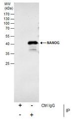 Nanog Antibody in Immunoprecipitation (IP)