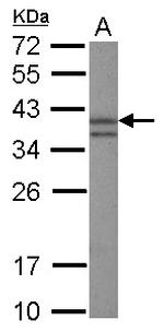 Nanog Antibody in Western Blot (WB)