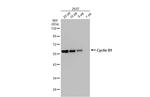 Cyclin B1 Antibody in Western Blot (WB)