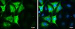 Cyclin B1 Antibody in Immunocytochemistry (ICC/IF)