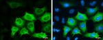 Cyclin B1 Antibody in Immunocytochemistry (ICC/IF)