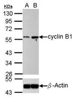 Cyclin B1 Antibody in Western Blot (WB)