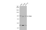 B-Raf Antibody in Western Blot (WB)