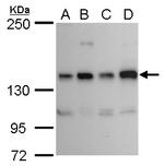 RET Antibody in Western Blot (WB)