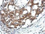 APAF1 Antibody in Immunohistochemistry (Paraffin) (IHC (P))