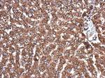 APAF1 Antibody in Immunohistochemistry (Paraffin) (IHC (P))