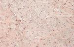 E6AP Antibody in Immunohistochemistry (Paraffin) (IHC (P))