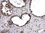 E6AP Antibody in Immunohistochemistry (Paraffin) (IHC (P))