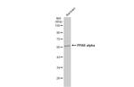 PPAR alpha Antibody in Western Blot (WB)