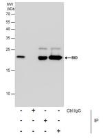 BID Antibody in Immunoprecipitation (IP)