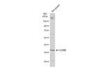 CCR5 Antibody in Western Blot (WB)