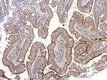 ACE2 Antibody in Immunohistochemistry (Paraffin) (IHC (P))