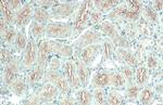 ACE2 Antibody in Immunohistochemistry (Paraffin) (IHC (P))