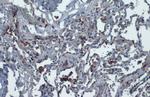 ACE2 Antibody in Immunohistochemistry (Paraffin) (IHC (P))