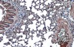 ACE2 Antibody in Immunohistochemistry (Paraffin) (IHC (P))