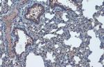 ACE2 Antibody in Immunohistochemistry (Paraffin) (IHC (P))