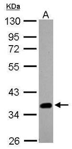 SOX2 Antibody in Western Blot (WB)