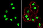 SOX2 Antibody in Immunocytochemistry (ICC/IF)