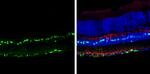 SOX2 Antibody in Immunohistochemistry (Frozen) (IHC (F))