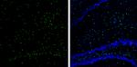 SOX2 Antibody in Immunohistochemistry (Frozen) (IHC (F))