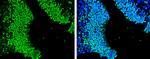 SOX2 Antibody in Immunohistochemistry (Paraffin) (IHC (P))