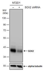 SOX2 Antibody in Western Blot (WB)