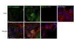 CD81 Antibody