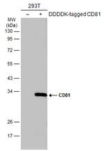 CD81 Antibody in Western Blot (WB)