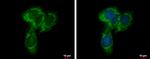 UQCRC1 Antibody in Immunocytochemistry (ICC/IF)