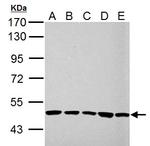 UQCRC1 Antibody in Western Blot (WB)