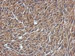 VAMP1 Antibody in Immunohistochemistry (Paraffin) (IHC (P))