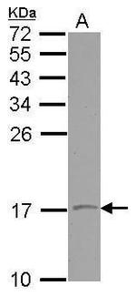 VAMP1 Antibody in Western Blot (WB)