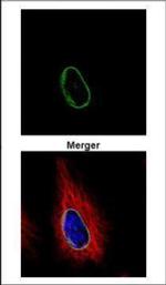 POM121 Antibody in Immunocytochemistry (ICC/IF)