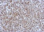 POM121 Antibody in Immunohistochemistry (Paraffin) (IHC (P))