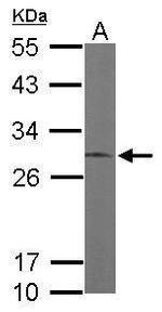 ERP29 Antibody in Western Blot (WB)